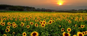 Seasonal image of sunflowers on a farm