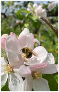 photo of bee on a flower