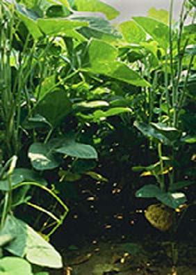 image of plants